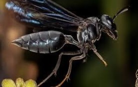 Living with Black Wasps: Identification Behavior and Control