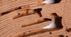 Protecting Your Home: Comprehensive Termite Control Solutions